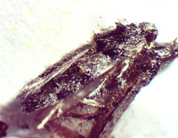 Pubitelphusa latifasciella