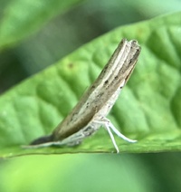 Fissicrambus mutabilis