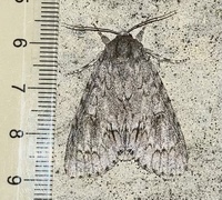Acronicta americana