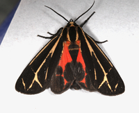 Apantesis carlotta