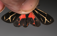 Apantesis carlotta