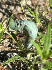 Xylophanes tersa