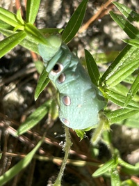 Xylophanes tersa