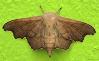Lacosoma chiridota