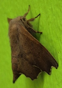 Lacosoma chiridota
