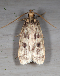 Martyringa latipennis