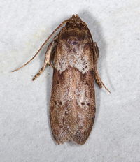 Blastobasis glandulella