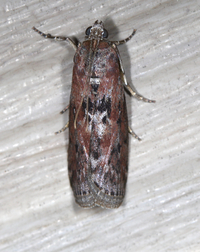 Sciota virgatella