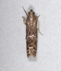 Canarsia ulmiarrosorella