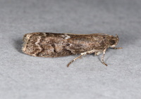 Canarsia ulmiarrosorella