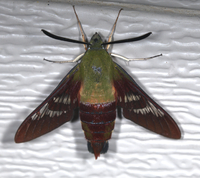 Hemaris thysbe