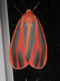 Hypoprepia miniata
