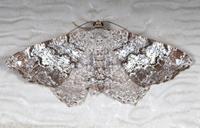 Macaria granitata