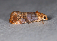 Paralobesia liriodendrana