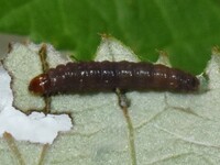 Paralobesia unidentified species