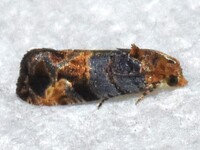 Paralobesia unidentified species