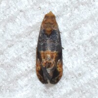 Paralobesia unidentified species
