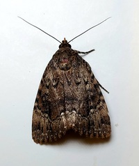 Amphipyra pyramidoides