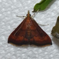 Pyrausta rubricalis