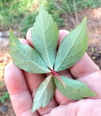 Phyllocnistis ampelopsiella