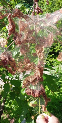Hyphantria cunea