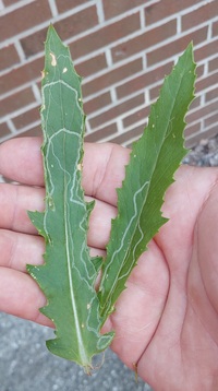 Phyllocnistis insignis