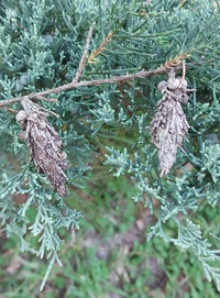 Thyridopteryx ephemeraeformis