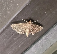 Anageshna primordialis