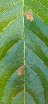 Mompha solomoni
