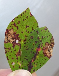 Ectoedemia nyssaefoliella