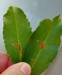 Bucculatrix pomifoliella