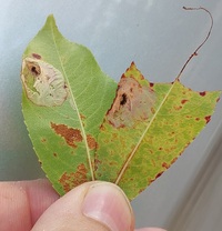 Parornix unidentified species
