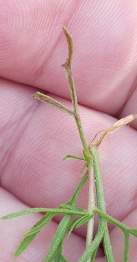 Bucculatrix new species 2 - on Eupatorium compositifolium