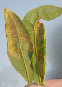 Phyllocnistis subpersea