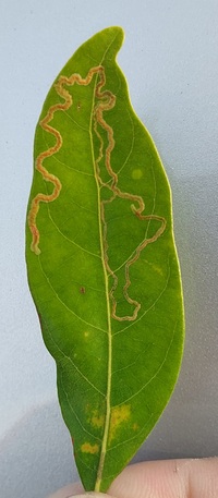 Phyllocnistis hyperpersea