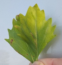 Bucculatrix ivella
