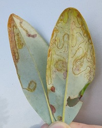 Phyllocnistis liriodendronella