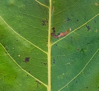 Coptodisca diospyriella