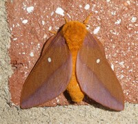 Anisota virginiensis