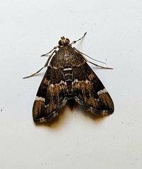 Hymenia perspectalis