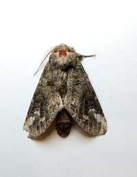 Heterocampa obliqua