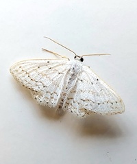Idaea tacturata