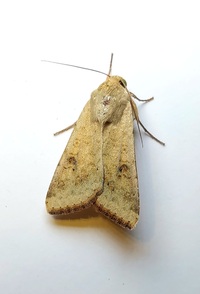 Helicoverpa zea