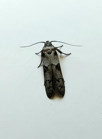 Blastobasis glandulella
