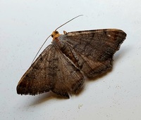 Macaria transitaria