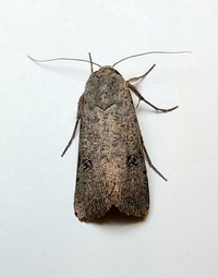 Anicla unidentified species