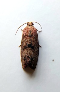 Cydia latiferreana