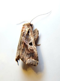 Callopistria floridensis