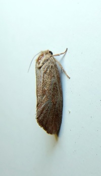Acrolophus unidentified species