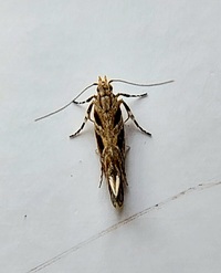 Aristotelia fungivorella